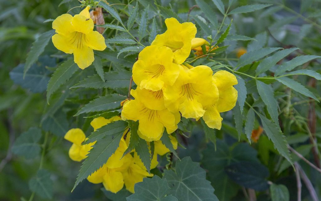 Yellow Flower, a Arizona desert plant